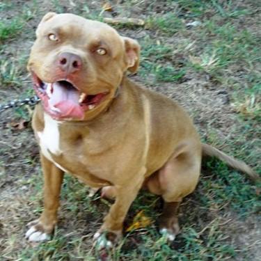 Haralsons Chief Pit Bull.jpg